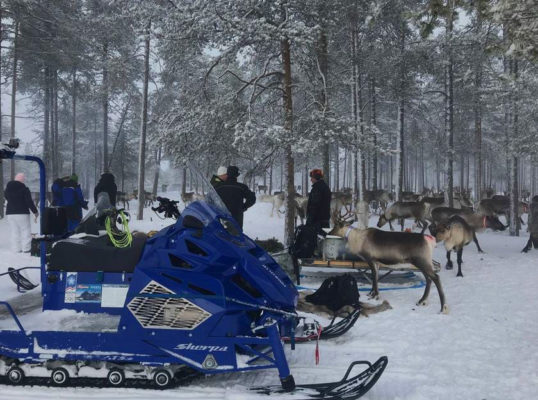 Reindeers with Alpina snowmobile