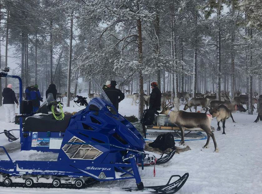Reindeers with Alpina snowmobile